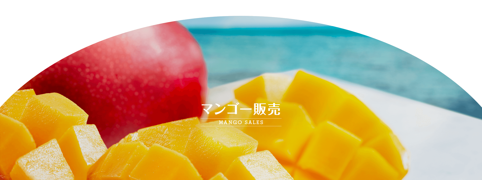 マンゴー販売